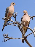 Doves.jpg