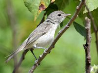 BellsVireo.jpg