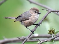 Tit_2015_06_01.jpg