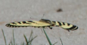 Butterflies-11.jpg