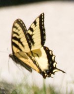 Butterflies-12.jpg
