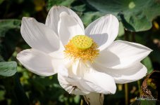 lotus-blossom1-1.jpg