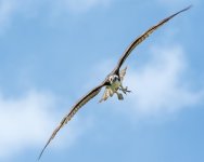 OspreyNest-1.jpg