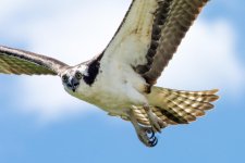 OspreyNest-2.jpg