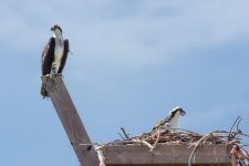 OspreyNest-3.jpg