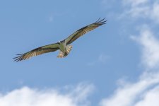 OspreyNest-4.jpg