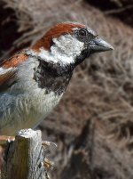 Sparrow2.jpg