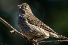 DSC_1705.jpg