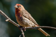 DSC_1709.jpg