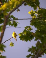 DSC_2976-finch-0013 -1.jpg