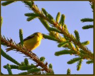 DSC_2964-yellow finch-0002 - Copy.jpg