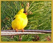 DSC_2945-yellow finch-0002.jpg
