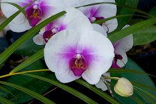 DSC_0087.jpg