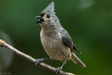 DSC_1633.jpg