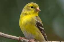 DSC_1663-2.jpg