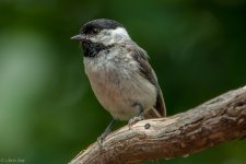 DSC_1679.jpg