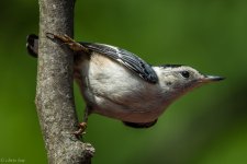 DSC_1690.jpg