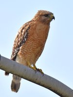 Hawk.jpg