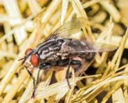 Insects-14.jpg
