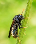 Insects-15.jpg