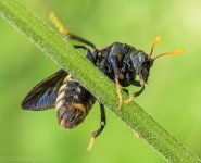 Insects-16.jpg