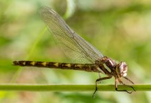 Insects-17.jpg
