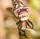 Insects-18.jpg