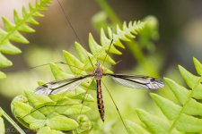 Insects-19.jpg