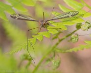 Insects-20.jpg