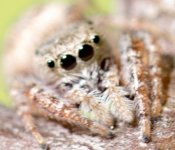Insects-7737.jpg