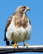 SHawk-2.jpg