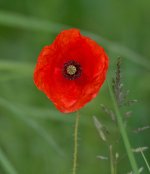 DSC_2413.jpg