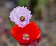 DSC_2416.jpg