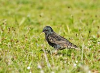 DSC_2382.jpg