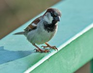 DSC_2396.jpg