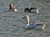 DSC_2476.jpg
