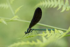 insects-7943.jpg