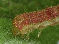 Catapillar.jpg