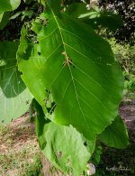 leaf-1.jpg