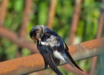DSC_2472.jpg