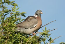 DSC_2353.jpg