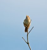 DSC_2391.jpg
