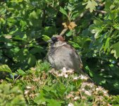 DSC_2459.jpg