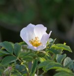 DSC_2384.jpg