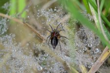 Funnel Web.jpg
