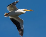 PeliDrone-2.jpg