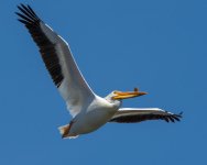 PeliDrone-3.jpg