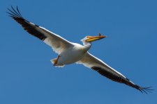 PeliDrone-4.jpg