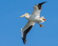 PeliDrone-5.jpg
