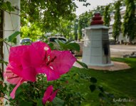 flower-blossom-1.jpg
